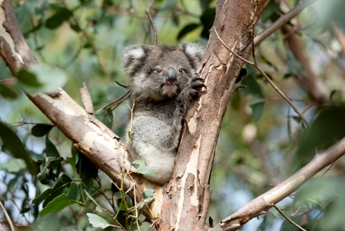 Young koala looking out from gum tree - Australian Stock Image