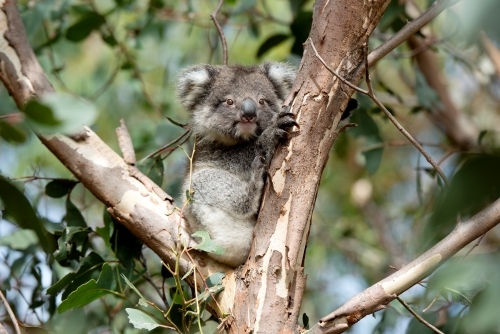 Young koala looking out from gum tree