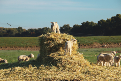 Young lambs climbing over a mound of hay with one atop - Australian Stock Image