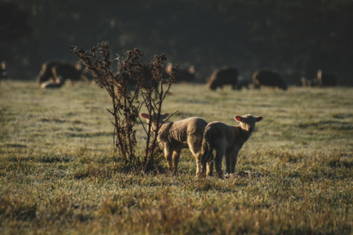 Young lambs grazing on a sunlit paddock - Australian Stock Image