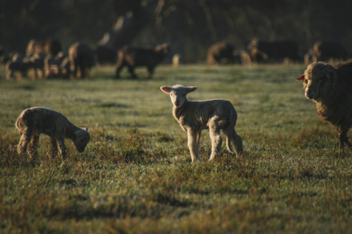 Young lambs grazing on a sunlit paddock - Australian Stock Image