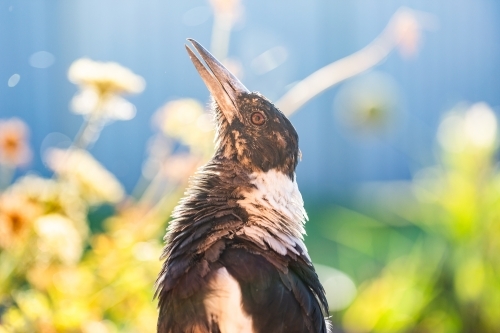 Young magpie close up singing a song in morning light in garden - Australian Stock Image