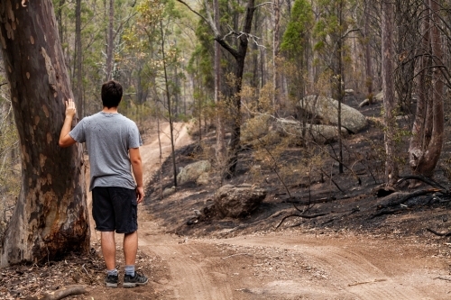 Young man looking along fire trail with back burning along one side in Bulga - Australian Stock Image
