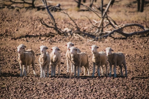 Young merino sheep in drought paddock