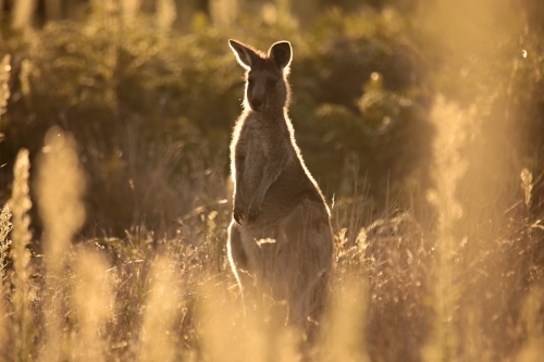 Young Native Australian Kangaroos foraging in the native grasslands on sunset at Wilsons Promontory - Australian Stock Image