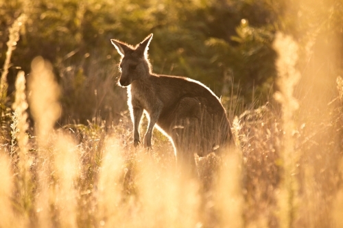 Young Native Australian Kangaroos foraging in the native grasslands on sunset at Wilsons Promontory - Australian Stock Image