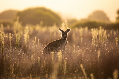 Young Native Australian Kangaroos foraging in the native grasslands on sunset at Wilsons Promontory - Australian Stock Image