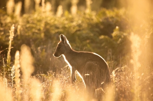 Young Native Australian Kangaroos foraging in the native grasslands on sunset at Wilsons Promontory - Australian Stock Image