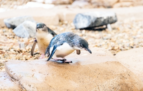 Young penguin approaching pond with other penguins in background. - Australian Stock Image
