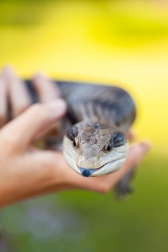 Young person hands holding pet blue tongue lizard outside - Australian Stock Image