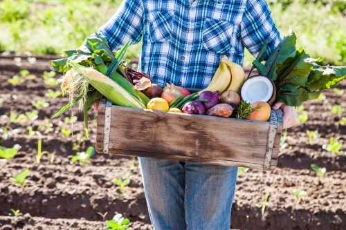 Young person holding box of fruit and veg in paddock of Aussie farm - Australian Stock Image