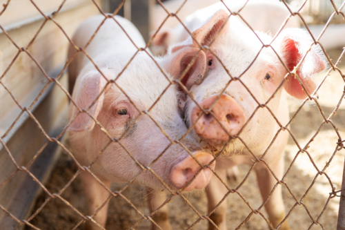 Young pigs standing side by side behind a wire mesh fence - Australian Stock Image