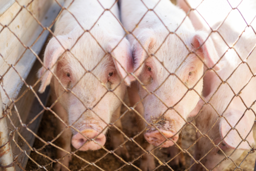 Young pigs standing side by side behind a wire mesh fence - Australian Stock Image