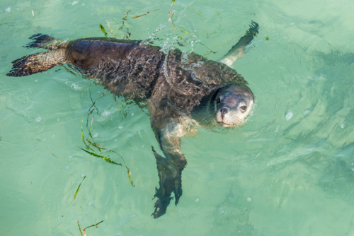 Young seal pup swimming in clear turquoise water. - Australian Stock Image