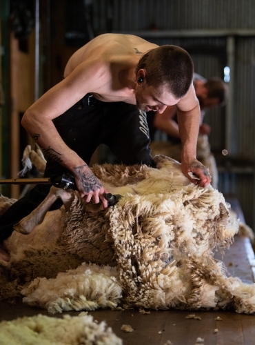 Young shirtless man shearing sheep - Australian Stock Image