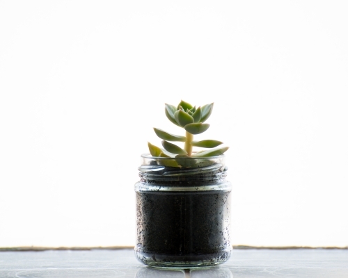 Young succulent in a small glass jar