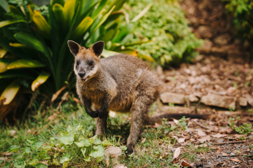 Young wallaby walking around the forest ground at wildlife sanctuary - Australian Stock Image