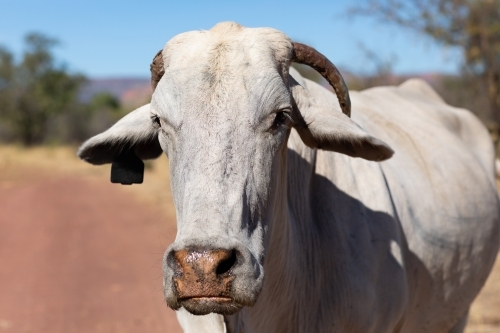 young white bull close up on station track - Australian Stock Image