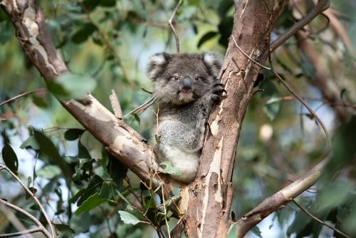 Young wild koala sitting in gum tree