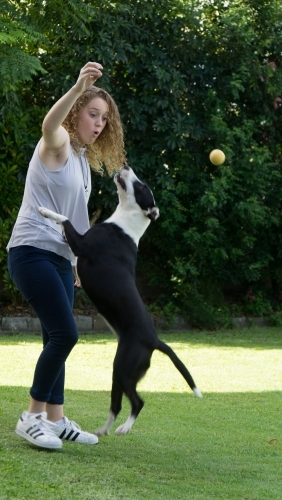 Young woman bouncing ball with dog - Australian Stock Image
