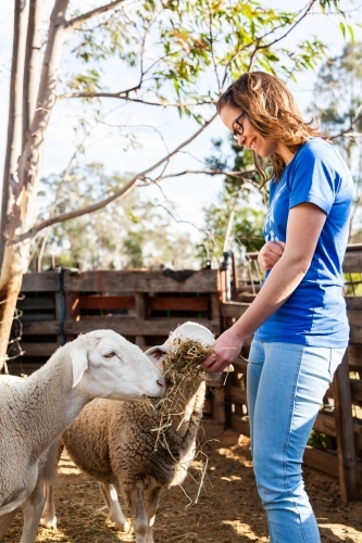 Young woman feeding sheep laughing - Australian Stock Image