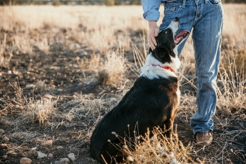 Young woman in jeans standing with dog on a farm - Australian Stock Image