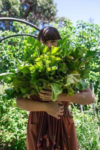 Young woman picking rhubarb in garden - Australian Stock Image