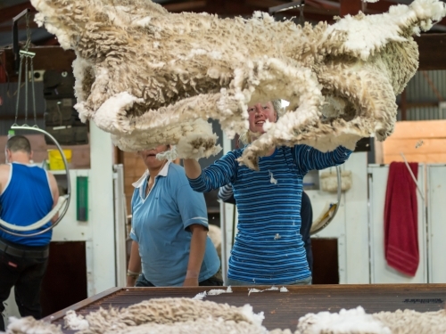 Young woman tossing a fleece in a shearing shed - Australian Stock Image