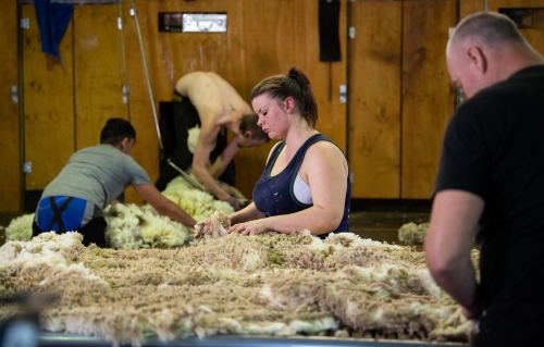 Young woman wool classing in shearing shed - Australian Stock Image